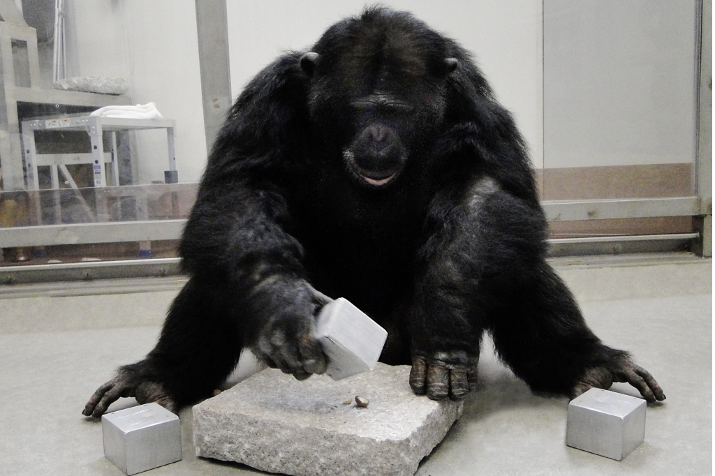 Chimpanzee using cuboid tool