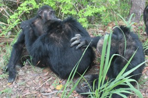 chimpanzee grooming