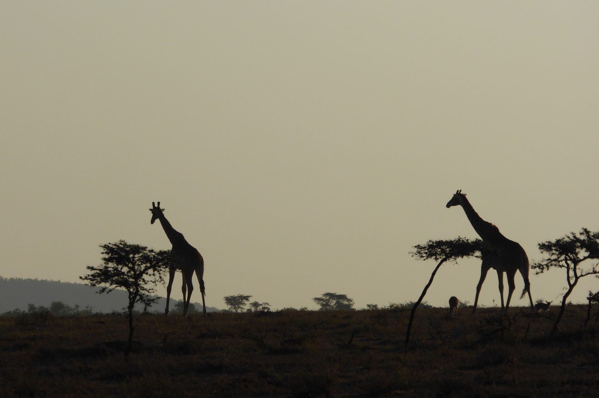 Giraffes against skyline