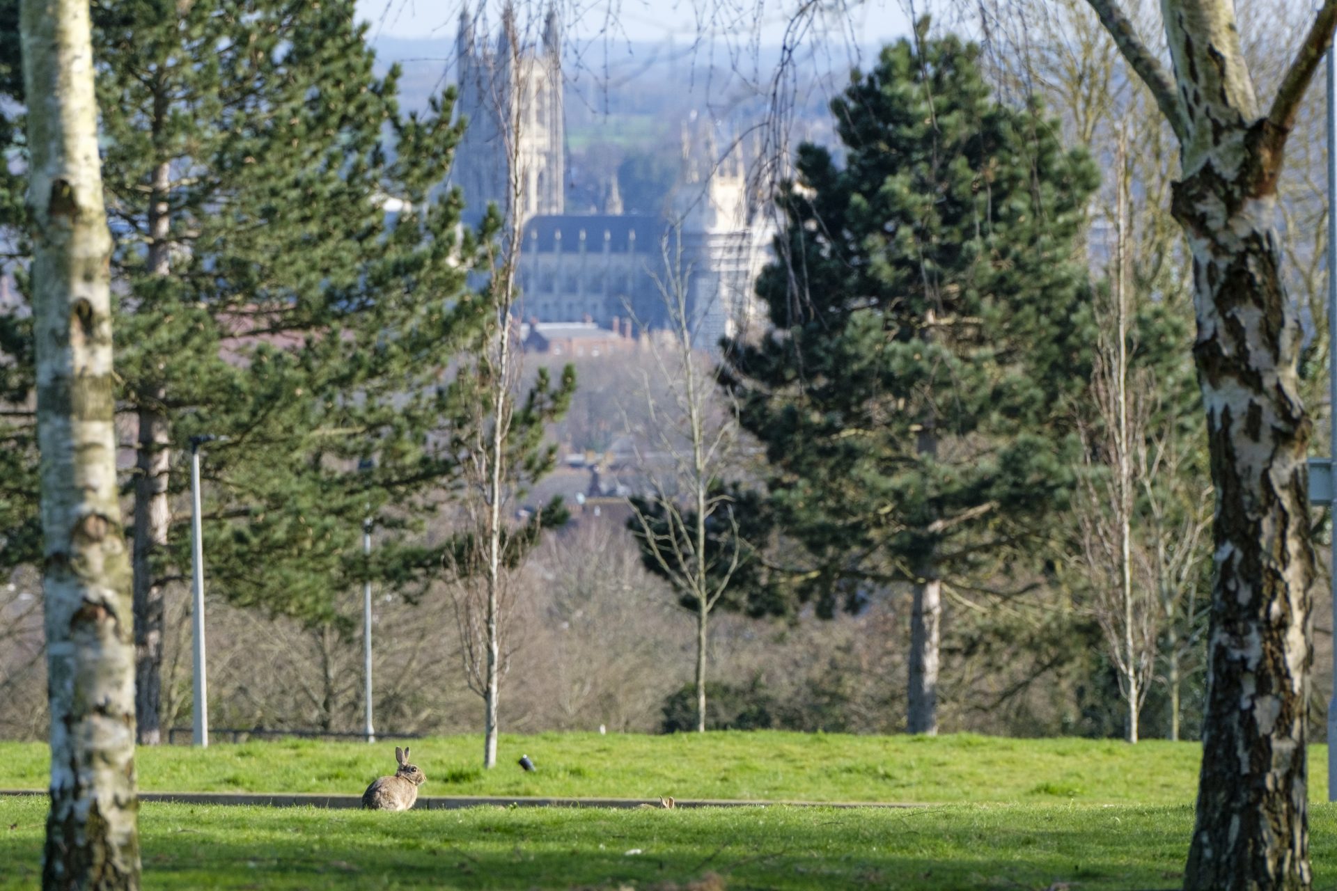 The view of the Cathedral from the university campus with trees and a rabbit in the foreground