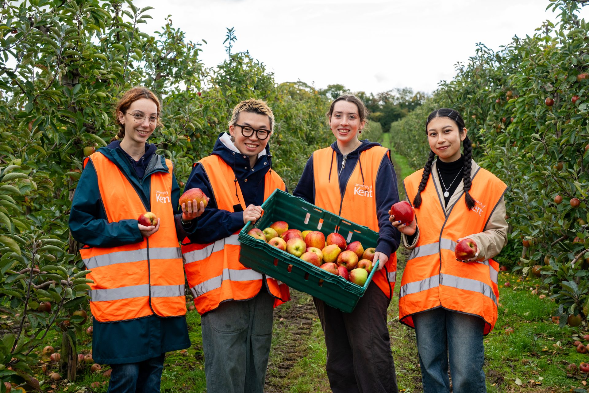 4 students in organge high vis jackets pose as they glean apples in an orchard