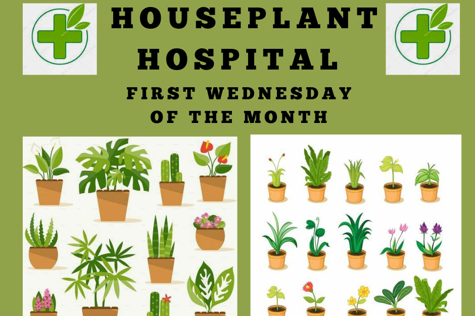 House Plant Hospital Events University of Kent